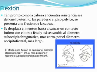 Flexion
 Tan pronto como la cabeza encuentra resistencia sea
del cuello uterino, las paredes o el piso pelvico, se
presenta una flexion de la cabeza.
 Se desplaza el menton hasta alcanzar un contacto
intimo con el torax fetal y asi se cambia al diametro
suboccipitobregmatico, mas corto, por el diametro
occipitofrontal, mas largo.
El efecto de la flexion es cambiar el diametro
Occipitofrontal 11cm, al mas pequeno y
Redondo suboccipitobregmatico 9.5cm.
 