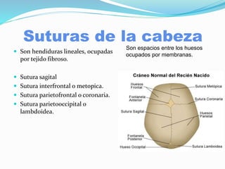 Suturas de la cabeza
 Son hendiduras lineales, ocupadas
por tejido fibroso.
 Sutura sagital
 Sutura interfrontal o metopica.
 Sutura parietofrontal o coronaria.
 Sutura parietooccipital o
lambdoidea.
Son espacios entre los huesos
ocupados por membranas.
 