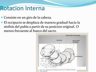 Rotacion Interna
 Consiste en un giro de la cabeza.
 El occipucio se desplaza de manera gradual hacia la
sinfisis del pubis a partir de su posicion original. O
menos frecuente al hueco del sacro.
 