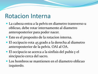 Rotacion Interna
 La cabeza entra a la pelvis en diametro transverso u
oblicuo, debe rotar internamente al diametro
anteroposterior para poder nacer.
 Este es el proposito de la rotacion interna.
 El occipucio rota 45 grado a la derecha al diametro
anteroposterior de la pelvis. OAI al OA.
 El occipucio se acerca a la sinfisis del pubis y el
sincipucio cerca del sacro.
 Los hombros se mantienen en el diametro oblicuo
izquierdo.
 