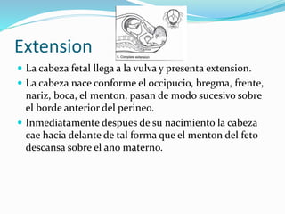 Extension
 La cabeza fetal llega a la vulva y presenta extension.
 La cabeza nace conforme el occipucio, bregma, frente,
nariz, boca, el menton, pasan de modo sucesivo sobre
el borde anterior del perineo.
 Inmediatamente despues de su nacimiento la cabeza
cae hacia delante de tal forma que el menton del feto
descansa sobre el ano materno.
 