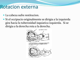 Rotacion externa
 La cabeza sufre restitucion.
 Si el occipucio originalmente se dirigia a la izquierda
gira hacia la tuberosidad isquiatica izquierda. Si se
dirigia a la derecha rota a la derecha.
 