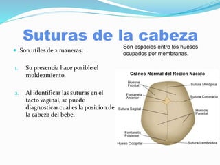 Suturas de la cabeza
 Son utiles de 2 maneras:
1. Su presencia hace posible el
moldeamiento.
2. Al identificar las suturas en el
tacto vaginal, se puede
diagnosticar cual es la posicion de
la cabeza del bebe.
Son espacios entre los huesos
ocupados por membranas.
 