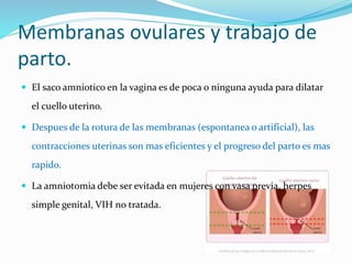 Membranas ovulares y trabajo de
parto.
 El saco amniotico en la vagina es de poca o ninguna ayuda para dilatar
el cuello uterino.
 Despues de la rotura de las membranas (espontanea o artificial), las
contracciones uterinas son mas eficientes y el progreso del parto es mas
rapido.
 La amniotomia debe ser evitada en mujeres con vasa previa, herpes
simple genital, VIH no tratada.
 