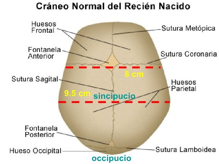 Movil Fetal Y Canal Del Parto