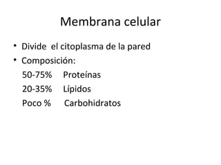Membrana celular
• Divide el citoplasma de la pared
• Composición:
  50-75% Proteínas
  20-35% Lípidos
  Poco % Carbohidratos
 
