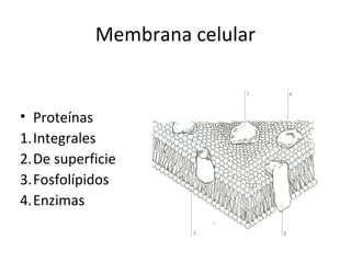 Membrana celular


• Proteínas
1.Integrales
2.De superficie
3.Fosfolípidos
4.Enzimas
 