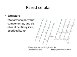 Pared celular
• Estructura
  Está formada por varios
   componentes, uno de
   ellos el peptidoglican,
   peptidoglicano




                    Estructura del peptidoglicano de:
                    Escherichia coli           Staphylococcus aureus
 