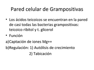Pared celular de Grampositivas
• Los ácidos teicoicos se encuentran en la pared
  de casi todas las bacterias grampositivas:
  teicoico ribitol y t. glicerol
• Función
a)Captación de iones Mg++
b)Regulación: 1) Autólisis de crecimiento
               2) Tabicación
 