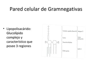 Pared celular de Gramnegativas


• Lipopolisacárido:
  Glucolípido
  complejo y
  característico que
  posee 3 regiones
 