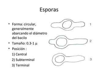 Esporas

• Forma: circular,
  generalmente
  abarcando el diámetro
  del bacilo
• Tamaño: 0.3-1 µ
• Posición :
  1) Central
  2) Subterminal
  3) Terminal
 