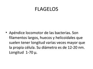 FLAGELOS



• Apéndice locomotor de las bacterias. Son
  filamentos largos, huecos y helicoidales que
  suelen tener longitud varias veces mayor que
  la propia célula. Su diámetro es de 12-20 nm.
  Longitud 1-70 µ.
 