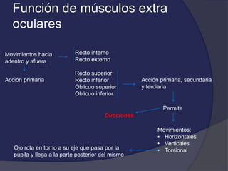 Función de músculos extra 
oculares 
Recto interno 
Recto externo 
Recto superior 
Recto inferior 
Oblicuo superior 
Oblicuo inferior 
Movimientos hacia 
adentro y afuera 
Acción primaria Acción primaria, secundaria 
y terciaria 
Permite 
Movimientos: 
• Horizontales 
• Verticales 
Ducciones 
Ojo rota en torno a su eje que pasa por la • Torsional 
pupila y llega a la parte posterior del mismo 
 