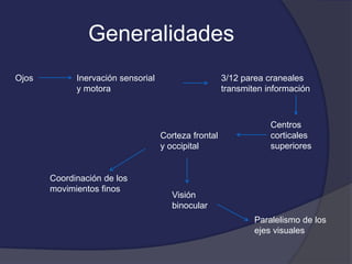 Generalidades 
Ojos Inervación sensorial 
y motora 
3/12 parea craneales 
transmiten información 
Centros 
corticales 
superiores 
Corteza frontal 
y occipital 
Coordinación de los 
movimientos finos 
Visión 
binocular 
Paralelismo de los 
ejes visuales 
 