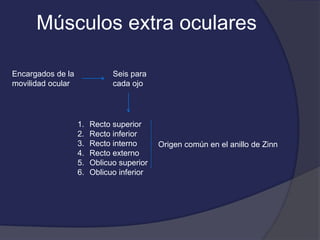 Músculos extra oculares 
Encargados de la 
movilidad ocular 
Seis para 
cada ojo 
1. Recto superior 
2. Recto inferior 
3. Recto interno 
4. Recto externo 
5. Oblicuo superior 
6. Oblicuo inferior 
Origen común en el anillo de Zinn 
 
