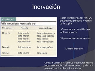 Inervación 
III par craneal: RS, RI, Rin, OI, 
elevador del párpado y esfínter 
de la pupila. 
IV par craneal: movilidad del 
oblicuo superior. 
VI par craneal: recto externo. 
“Control maestro” 
Corteza cerebral y centros superiores donde 
llega información al mesencéfalo y de ahí 
parte a los músculos extraoculares. 
 