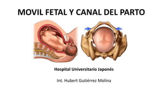 MOVIL FETAL Y CANAL DEL PARTO
Hospital Universitario Japonés
Int. Hubert Gutiérrez Molina
 