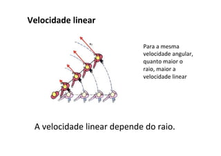 Velocidade	linear	
A	velocidade	linear	depende	do	raio.	
Para	a	mesma	
velocidade	angular,	
quanto	maior	o	
raio,	maior	a	
velocidade	linear	
 
