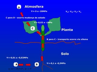 D

Atmosfera
Ψ=-5 a -20MPa

Ψ A> Ψ B> Ψ C> Ψ D

C para D - ocorre mudança de estado
Ψ=-0,03 a -1MPa

C

Planta
B para C - transporte ocorre via xilema

Solo
Ψ=-0,01 a -0,02MPa

A

B

Ψ=-0,1 a -0,5MPa

q = − K ∗ grad .ψ = cm / h

 