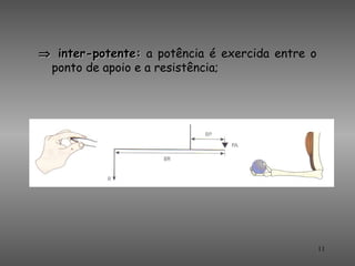 ⇒ inter-potente: a potência é exercida entre o
 ponto de apoio e a resistência;




                                                 11
 