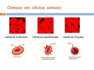 Osmose em células animais Hemácias bicôncavas  Hemácias plasmolisadas  Hemácias túrgidas 