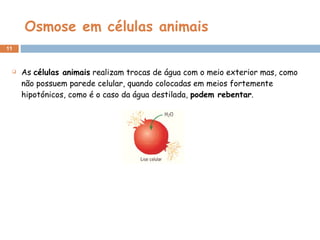 Osmose em células animais As  células animais  realizam trocas de água com o meio exterior mas, como não possuem parede celular, quando colocadas em meios fortemente hipotónicos, como é o caso da água destilada,  podem rebentar . 