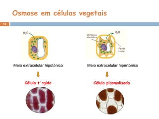 Osmose em células vegetais Meio extracelular hipotónico Meio extracelular hipertónico Célula túrgida Célula plasmolisada 