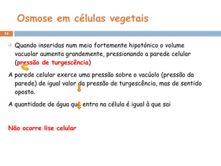 Osmose em células vegetais Quando inseridas num meio fortemente hipotónico o volume vacuolar aumenta grandemente, pressionando a parede celular ( pressão de turgescência )  A parede celular exerce uma pressão sobre o vacúolo (pressão da parede) de igual valor da pressão de turgescência, mas de sentido oposto. A quantidade de água que entra na célula é igual à que sai Não ocorre lise celular 