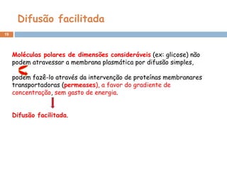 Difusão facilitada Moléculas polares de dimensões consideráveis   (ex: glicose) não podem atravessar a membrana plasmática por difusão simples,  podem fazê-lo através da intervenção de proteínas membranares transportadoras ( permeases ), a favor do gradiente de concentração ,  sem gasto de energia .  Difusão facilitada .  