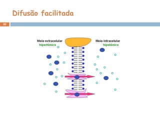 Difusão facilitada 