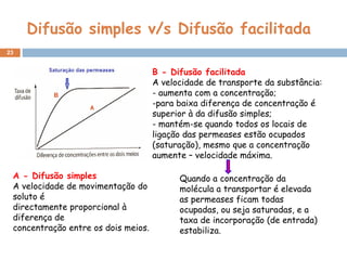 Difusão simples v/s Difusão facilitada Quando a concentração da molécula a transportar é elevada as permeases ficam todas ocupadas, ou seja saturadas, e a taxa de incorporação (de entrada) estabiliza.  B - Difusão facilitada A velocidade de transporte da substância: aumenta com a concentração; para baixa diferença de concentração é superior à da difusão simples; - mantém-se quando todos os locais de ligação das permeases estão ocupados (saturação), mesmo que a concentração aumente – velocidade máxima. A - Difusão simples A velocidade de movimentação do soluto é directamente proporcional à diferença de concentração entre os dois meios. 