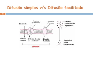 Difusão simples v/s Difusão facilitada 