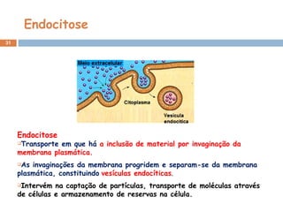 Endocitose Endocitose   Transporte em que há  a inclusão de material por invaginação da membrana plasmática.  As invaginações da membrana progridem e separam-se da membrana plasmática, constituindo   vesículas endocíticas . Intervém na captação de partículas, transporte de moléculas através de células e armazenamento de reservas na célula. 