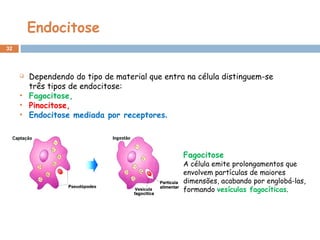 Endocitose Dependendo do tipo de material que entra na célula distinguem-se três tipos de endocitose: Fagocitose, Pinocitose, Endocitose mediada por receptores . Fagocitose   A célula emite prolongamentos que envolvem partículas de maiores dimensões, acabando por englobá-las, formando  vesículas fagocíticas . 