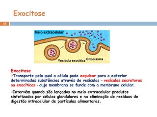 Exocitose Exocitose   Transporte pelo qual a célula pode  expulsar  para o exterior determinadas substâncias através de vesículas  –  vesículas secretoras ou exocíticas   -  cuja membrana se funde com a membrana celular . Intervém quando são lançados no meio extracelular produtos sintetizados por células glandulares e na eliminação de resíduos de digestão intracelular de partículas alimentares. 