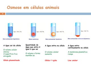 Osmose em células animais A água sai da célula O volume celular diminui A superfície fica enrugada Célula plasmolisada Quantidade de água que entra é igual à que sai O volume e forma mantêm-se A água entra na célula O volume celular aumenta Célula túrgida A água entra continuamente na célula A membrana plasmática rompe Lise celular 
