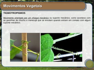 Movimentos VegetaisMovimentos Vegetais
TIGMOTROPISMOS
Movimento orientado por um choque mecânico ou suporte mecânico, como acontece com
as gavinhas de chuchu e maracujá que se enrolam quando entram em contato com algum
suporte mecânico.
 