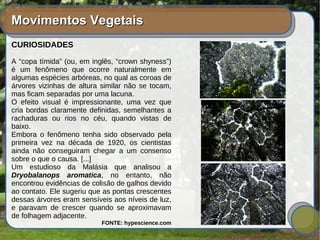 Movimentos VegetaisMovimentos Vegetais
CURIOSIDADES
A “copa tímida” (ou, em inglês, “crown shyness”)
é um fenômeno que ocorre naturalmente em
algumas espécies arbóreas, no qual as coroas de
árvores vizinhas de altura similar não se tocam,
mas ficam separadas por uma lacuna.
O efeito visual é impressionante, uma vez que
cria bordas claramente definidas, semelhantes a
rachaduras ou rios no céu, quando vistas de
baixo.
Embora o fenômeno tenha sido observado pela
primeira vez na década de 1920, os cientistas
ainda não conseguiram chegar a um consenso
sobre o que o causa. [...]
Um estudioso da Malásia que analisou a
Dryobalanops aromatica, no entanto, não
encontrou evidências de colisão de galhos devido
ao contato. Ele sugeriu que as pontas crescentes
dessas árvores eram sensíveis aos níveis de luz,
e paravam de crescer quando se aproximavam
de folhagem adjacente.
FONTE: hypescience.com
 