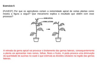 Exercício 5
(FUVEST) Por que os agricultores cortam a extremidade apical de certas plantas como
mostra a figura a seguir? Que mecanismo explica o resultado que obtêm com esse
processo?
A retirada da gema apical vai provocar o brotamento das gemas laterais, consequentemente
a planta vai apresentar mais ramos, folhas, flores e frutos. A poda provoca uma diminuição
da quantidade de auxinas no caule o que estimula as divisões celulares na região das gemas
laterais.
 