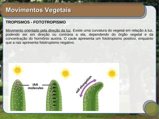 Movimentos VegetaisMovimentos Vegetais
TROPISMOS - FOTOTROPISMO
Movimento orientado pela direção da luz. Existe uma curvatura do vegetal em relação à luz,
podendo ser em direção ou contrária a ela, dependendo do órgão vegetal e da
concentração do hormônio auxina. O caule apresenta um fototropismo positivo, enquanto
que a raiz apresenta fototropismo negativo.
 