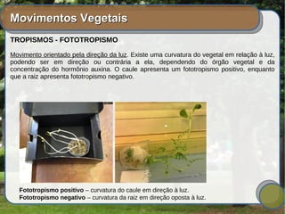 Movimentos VegetaisMovimentos Vegetais
TROPISMOS - FOTOTROPISMO
Movimento orientado pela direção da luz. Existe uma curvatura do vegetal em relação à luz,
podendo ser em direção ou contrária a ela, dependendo do órgão vegetal e da
concentração do hormônio auxina. O caule apresenta um fototropismo positivo, enquanto
que a raiz apresenta fototropismo negativo.
Fototropismo positivo – curvatura do caule em direção à luz.
Fototropismo negativo – curvatura da raiz em direção oposta à luz.
 