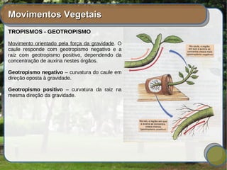 Movimentos VegetaisMovimentos Vegetais
TROPISMOS - GEOTROPISMO
Movimento orientado pela força da gravidade. O
caule responde com geotropismo negativo e a
raiz com geotropismo positivo, dependendo da
concentração de auxina nestes órgãos.
Geotropismo negativo – curvatura do caule em
direção oposta à gravidade.
Geotropismo positivo – curvatura da raiz na
mesma direção da gravidade.
 
