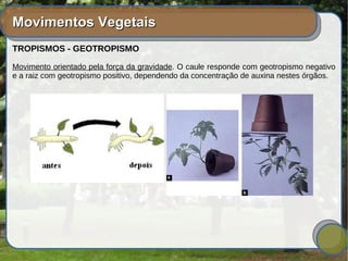 Movimentos VegetaisMovimentos Vegetais
TROPISMOS - GEOTROPISMO
Movimento orientado pela força da gravidade. O caule responde com geotropismo negativo
e a raiz com geotropismo positivo, dependendo da concentração de auxina nestes órgãos.
 