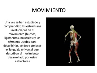 MOVIMIENTO Una vez se han estudiado y comprendido las estructuras involucradas en el movimiento (huesos, ligamentos, músculos) y los términos usados para describirlas, se debe conocer el lenguaje universal que describen el movimiento desarrollado por estas estructuras 