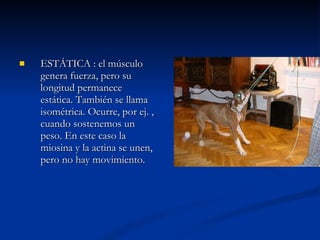 ESTÁTICA : el músculo genera fuerza, pero su longitud permanece estática. También se llama isométrica. Ocurre, por ej. , cuando sostenemos un peso. En este caso la miosina y la actina se unen, pero no hay movimiento. 
