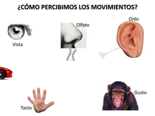 ¿CÓMO PERCIBIMOS LOS MOVIMIENTOS?
                                Oído
                  Olfato


Vista




                                  Gusto

   Tacto
 