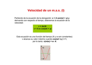 Velocidad de un m.a.s. (I)
v = dx/dt
v = A w cos(wt + ϕϕϕϕ)
Partiendo de la ecuación de la elongación: x = A sen(wt + ϕϕϕϕ) y
derivando con respecto al tiempo, obtenemos la ecuación de la
velocidad:
Esta ecuación es una función del tiempo (A y w son constantes)
v alcanza su valor máximo cuando cos(wt +ϕϕϕϕ ) = 1,
por lo tanto: v(máx) = w ·A
 