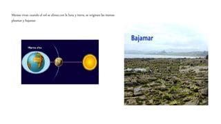 Mareas vivas: cuando el sol se alinea con la luna y tierra, se originan las mareas
pleamar y bajamar
 