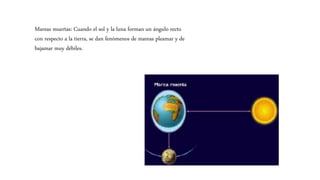 Mareas muertas: Cuando el sol y la luna forman un ángulo recto
con respecto a la tierra, se dan fenómenos de mareas pleamar y de
bajamar muy débiles.
 