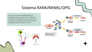 Rank Rankl/opg Flowchart Comprehensive Overview of Dental Movement and Orthodontic Biomechanics ...